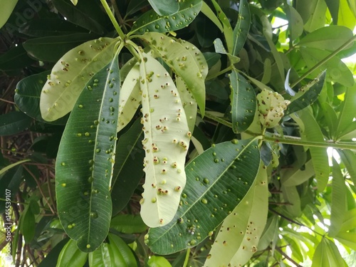 Plant Pathology, Gall midge in Devil tree leaf. 