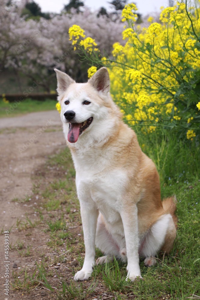 笑顔の犬と満開の桜の花と菜の花