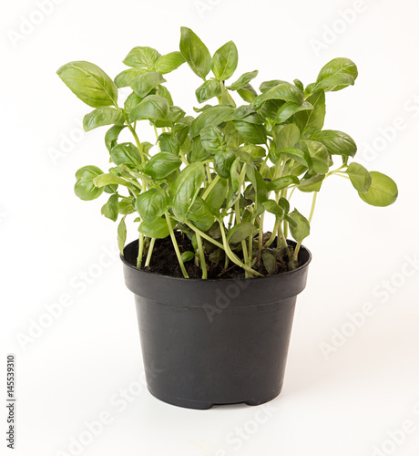 Basil in flowerpot on white background. Plant in flowerpot