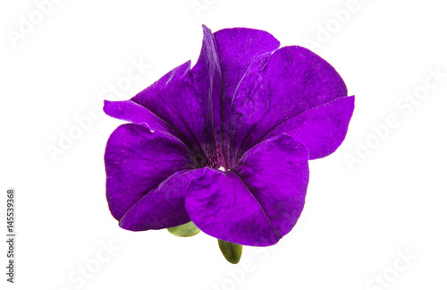 Lilac petunia