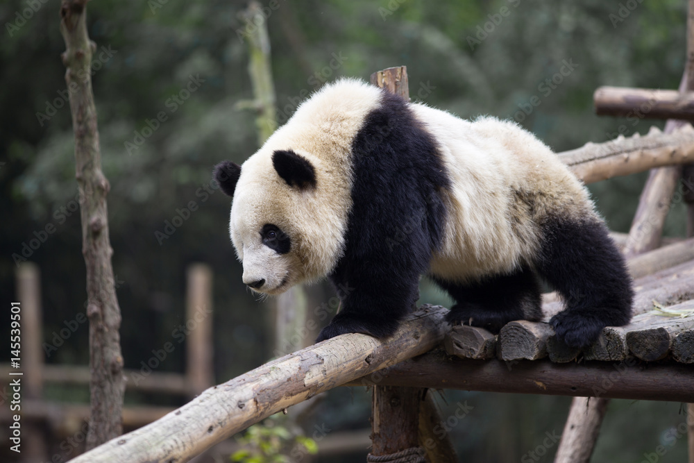 Obraz premium lovely giant panda in zoo