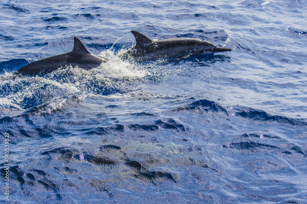 Fototapeta premium 父島のイルカ