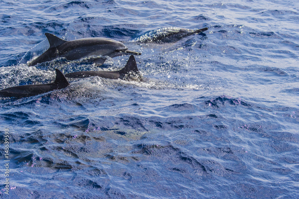 Obraz premium 父島のイルカ