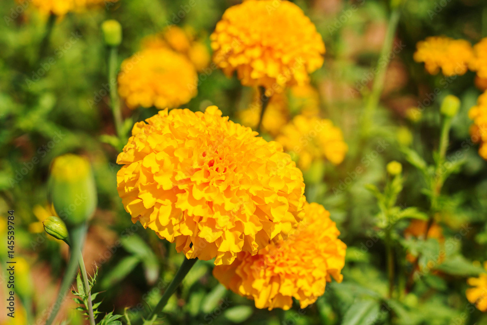 marigolds in garden. marigolds in garden.