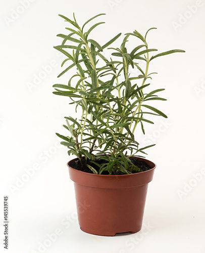 Rosemary in flowerpot on white background. Plant in flowerpot