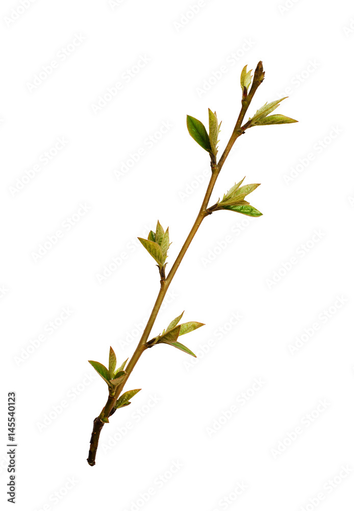 Fresh sprout with small green leaves Fresh sprout with small green leaves