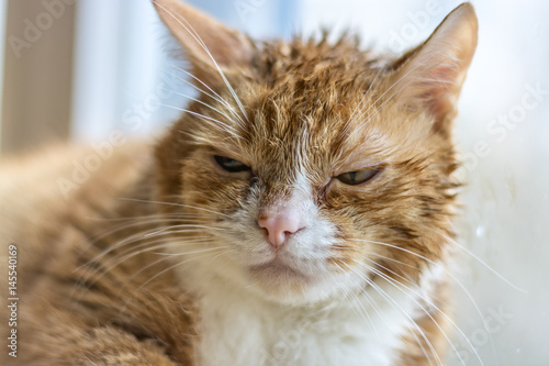 Fototapeta Naklejka Na Ścianę i Meble -  Portrait of a brooding cat 