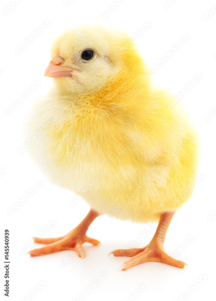 Small yellow chicken Small yellow chicken