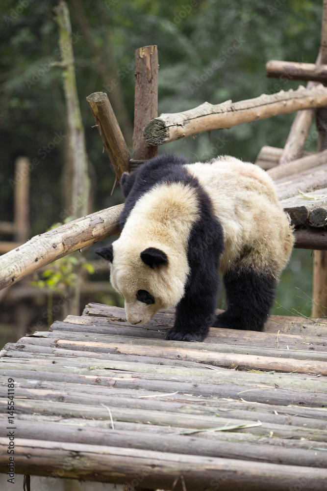Obraz premium lovely giant panda in zoo