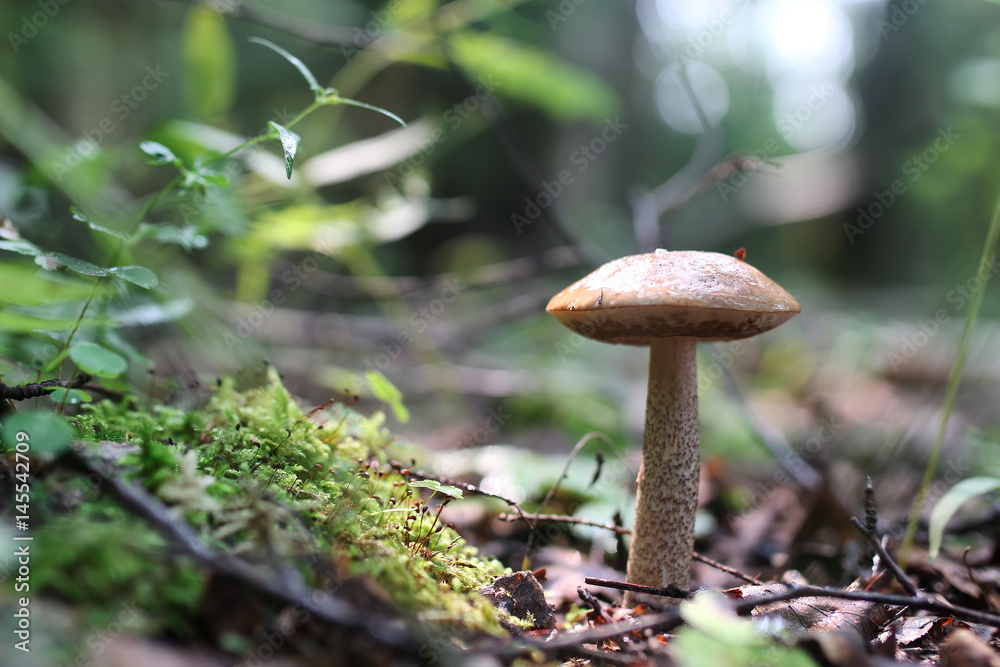 boletus mushroom drop of water boletus mushroom drop of water
