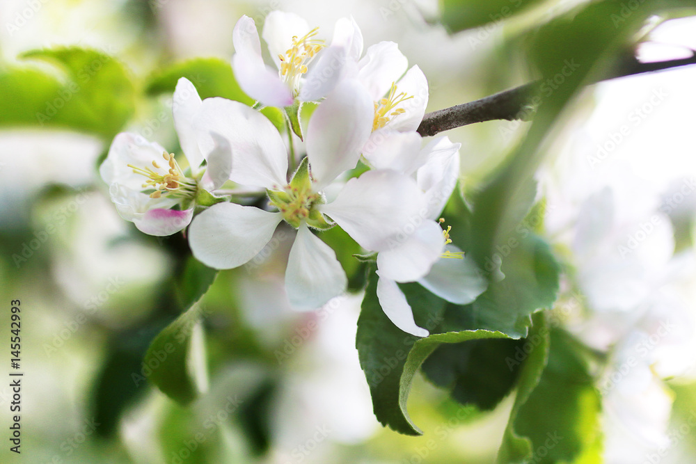 Fototapeta premium early spring flowering apple tree with bright white flowers
