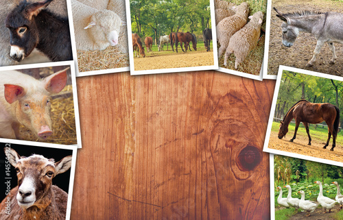Agriculture and livestock collage, photos with various animals photo