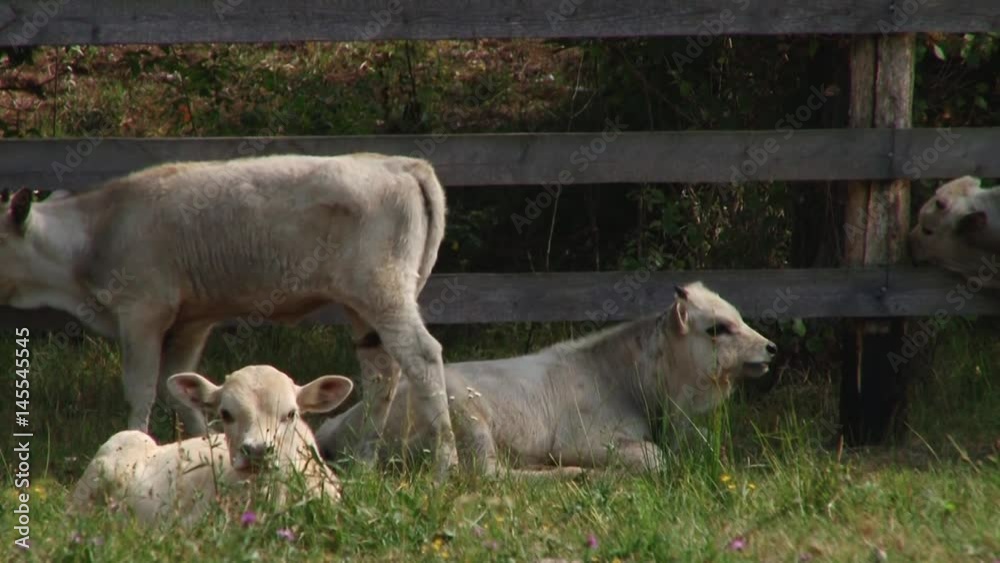 Cows with horns grazing in the field. Hungarian gray cow. Cows with horns grazing in the field. Hungarian gray cow.