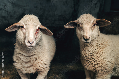 Fotografia Sheep lamb in farm barn