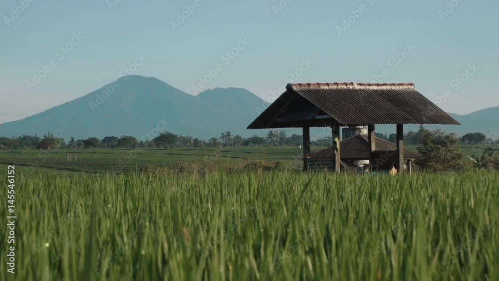 Green rice fields terraces with trees, small shed and Mountain Batur volcano silhouette in background. Shot with Sony a7s on slider on sunny morning with blue sky in Canggu, Bali, Indonesia