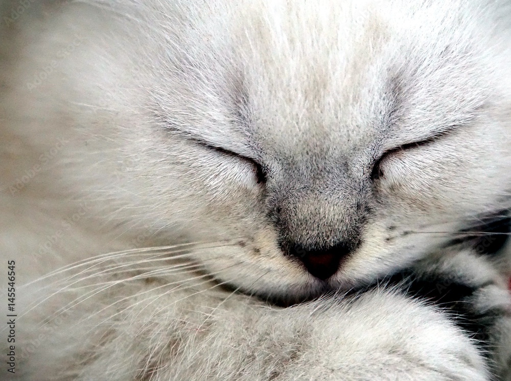 Fototapeta premium Katzenbaby