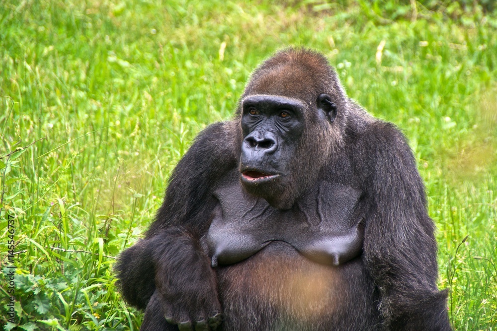 Animal portrait of a female gorilla. La Vallée des Singes, Romagne, France. Animal portrait of a female gorilla. La Vallée des Singes, Romagne, France.