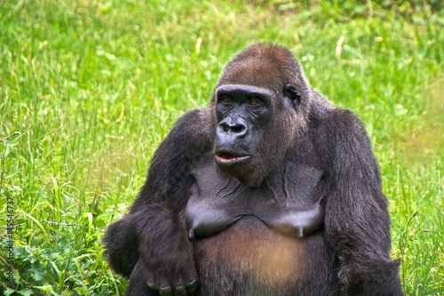Animal portrait of a female gorilla. La Vallée des Singes, Romagne, France. © PixyNL
