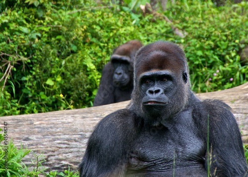 Two male gorillas, sitting. La Vallée des Singes, Romagne, France.