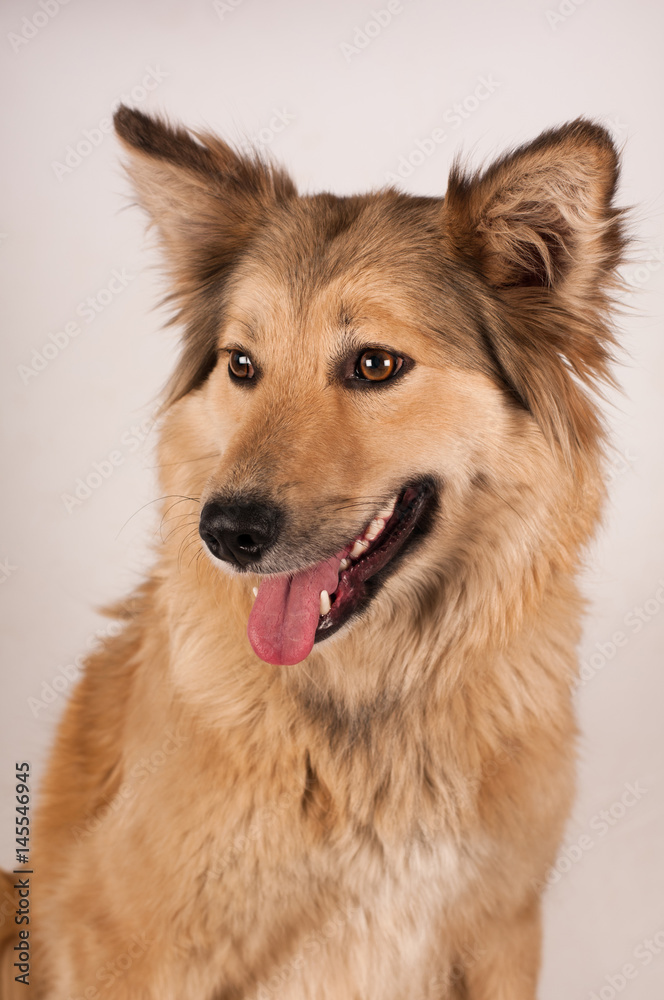 Portrait of mixed breed dog