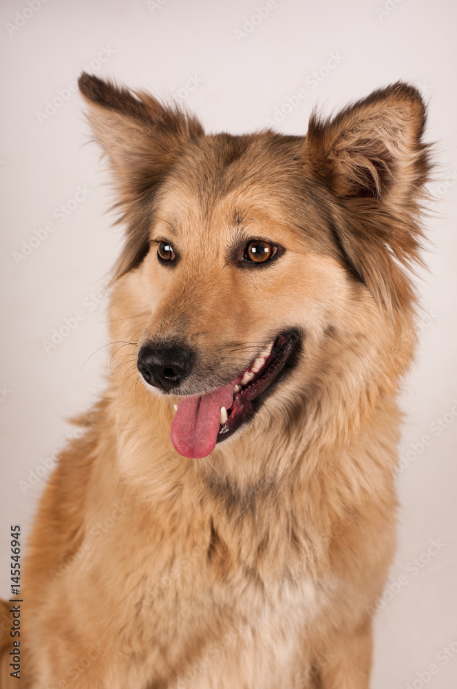 Portrait of mixed breed dog Portrait of mixed breed dog