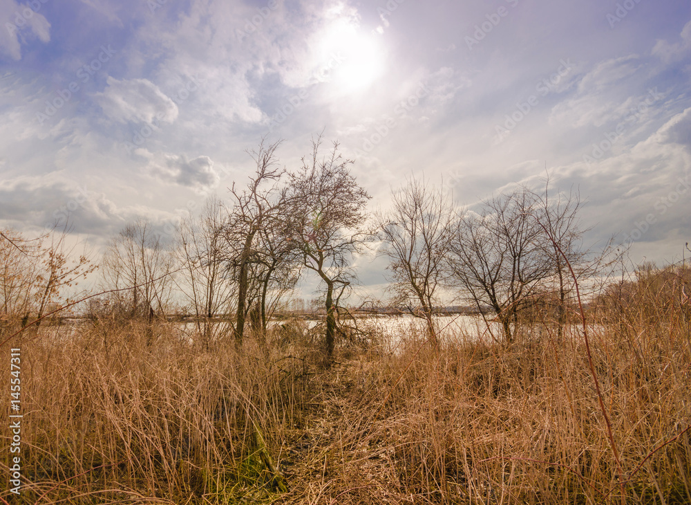 Dry grass against the backdrop of the scorching sun in the spring. Meadow with dry grass at the spring river Dry grass against the backdrop of the scorching sun in the spring. Meadow with dry grass at the spring river