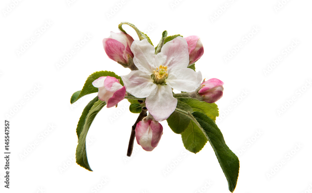 Flowers of an apple tree Flowers of an apple tree