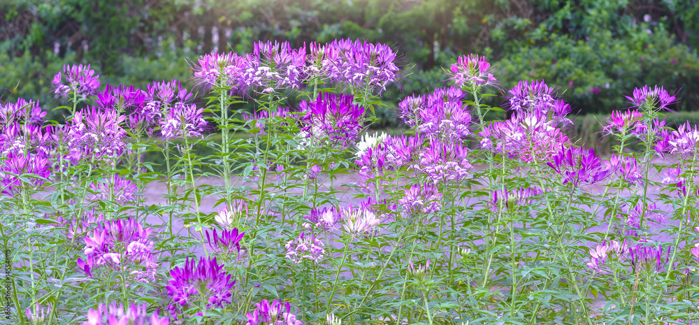 Obraz premium Cleome spider flower blooms in a beautiful garden
