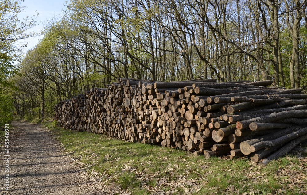 holzstapel im wald