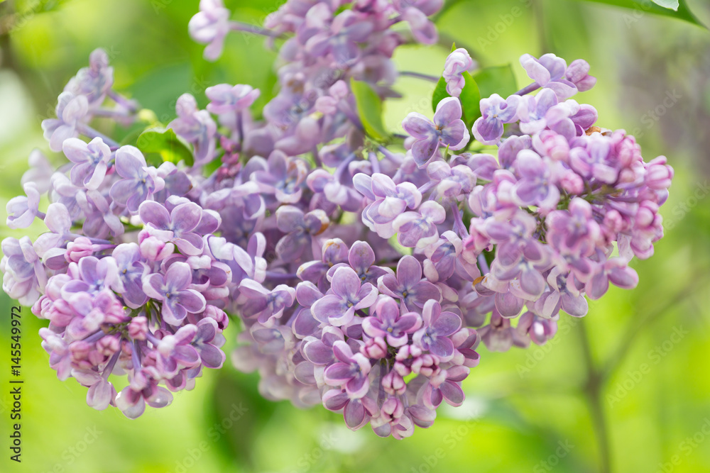 Branch blossoming lilac closeup Branch blossoming lilac closeup