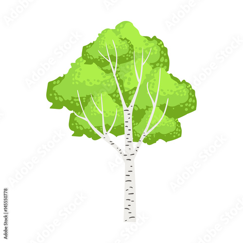 Green birch tree. Colorful cartoon vector Illustration