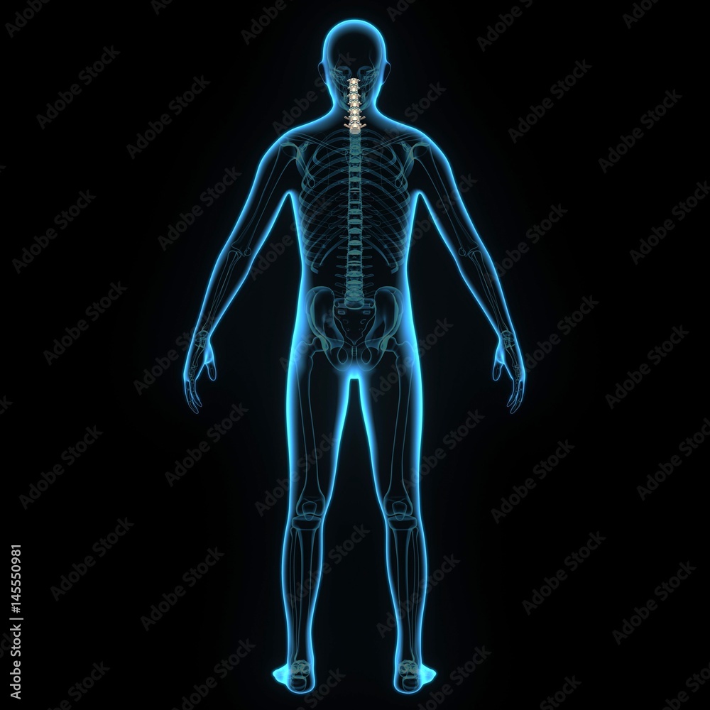 3d illustration human body cervical spine 3d illustration human body cervical spine