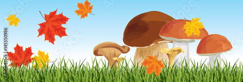 set of nine mushrooms with grass