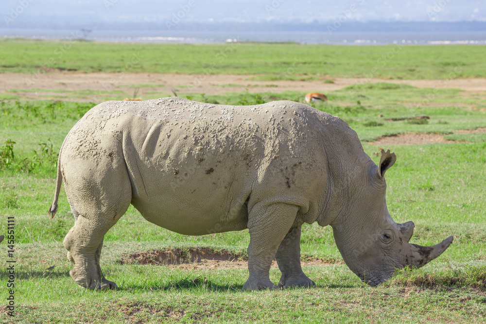 Fototapeta premium White rhinoceros or Ceratotherium simum in savanna