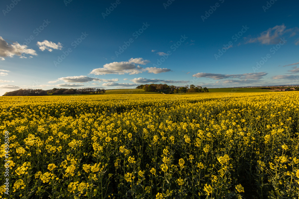 Fields of Gold