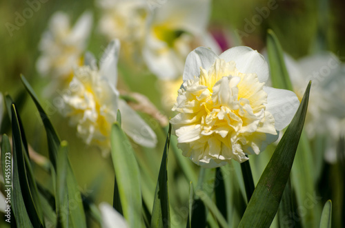 Fototapeta Naklejka Na Ścianę i Meble -  Narcissus. White narcissus with green leaves growing in the garden.