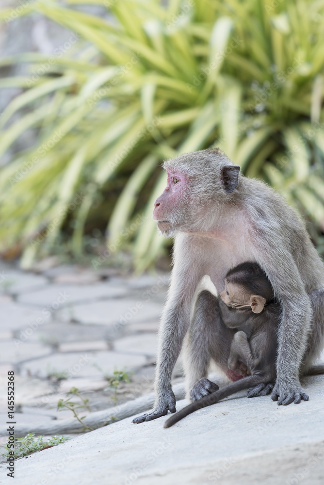Naklejka premium Mother monkey and baby monkey