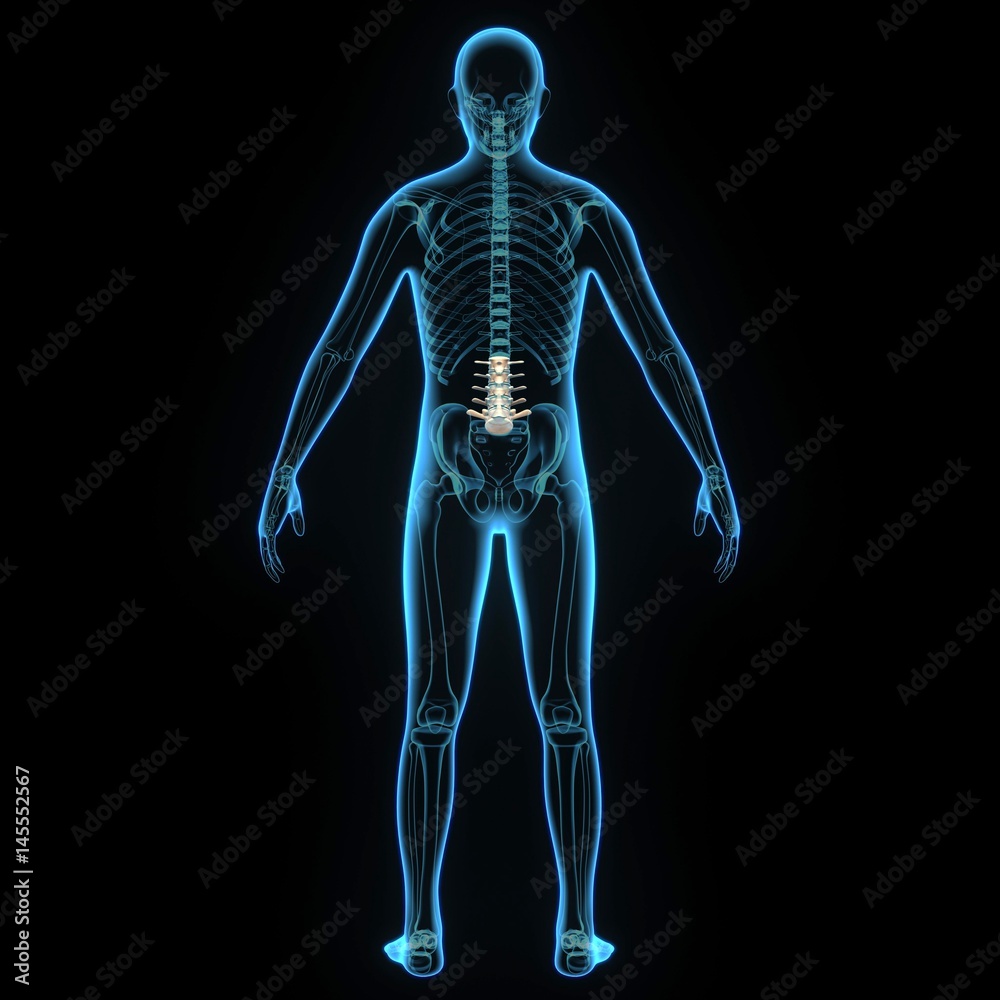 3d illustration human body spinal cord