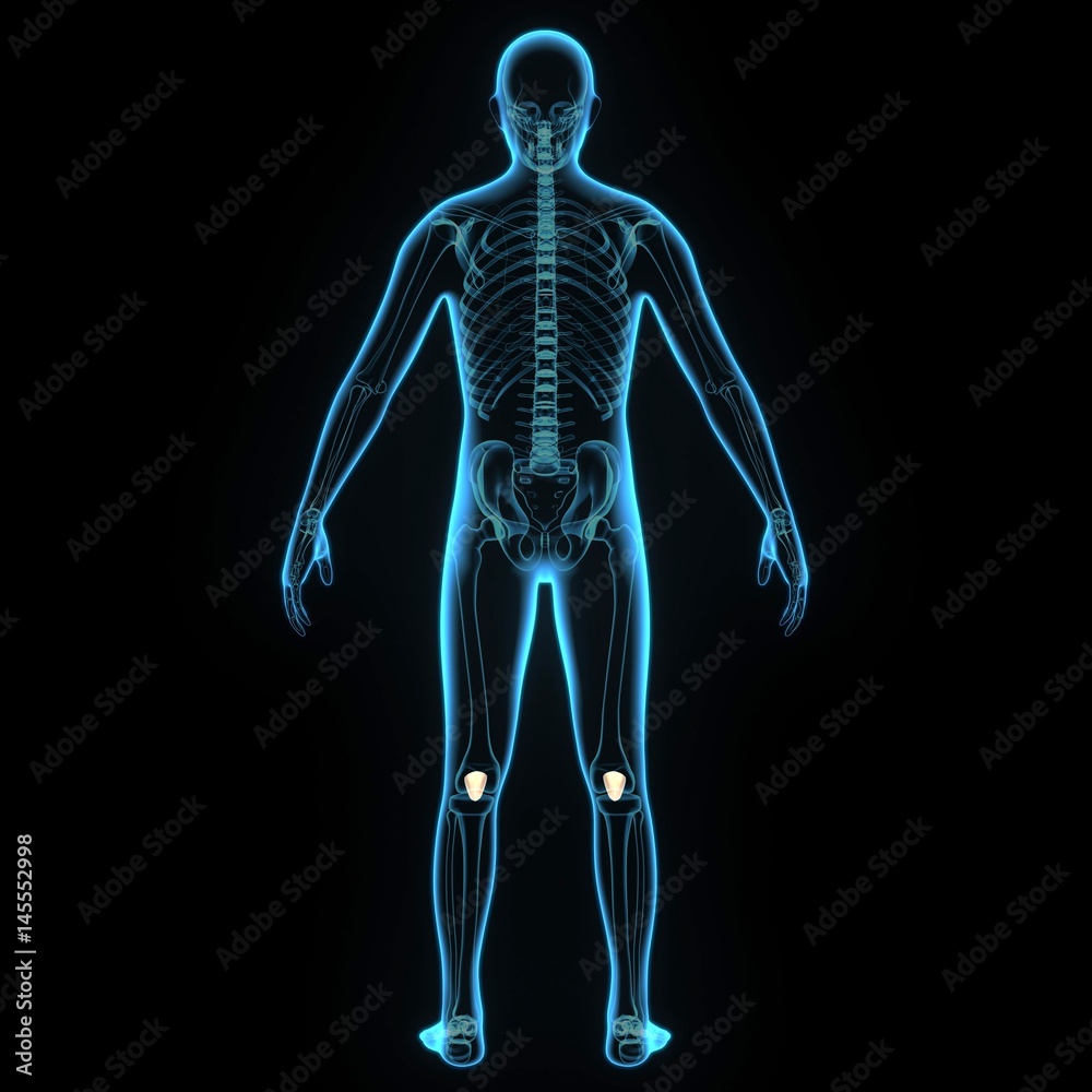 3d illustration human body patella 3d illustration human body patella