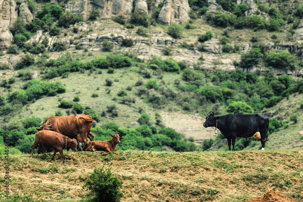 Pasture in the mountains. Pasture in the mountains.