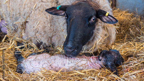 Sheep ewe licks her lamb after giving birth in order to claim it as her own and form the bond a perant has with their offspring.
