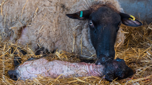 Bilde på lerret Sheep ewe licks her lamb after giving birth in order to claim it as her own and form the bond a perant has with their offspring