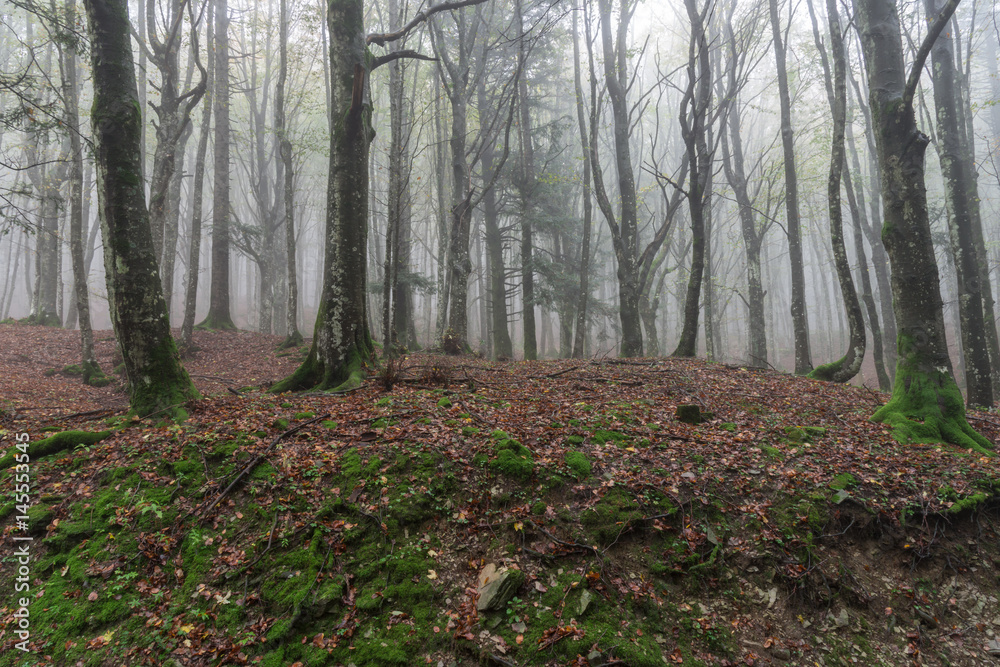 Obraz premium casentino