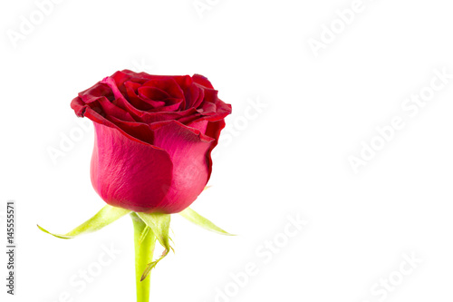 beautiful red rose flower isolated on white background