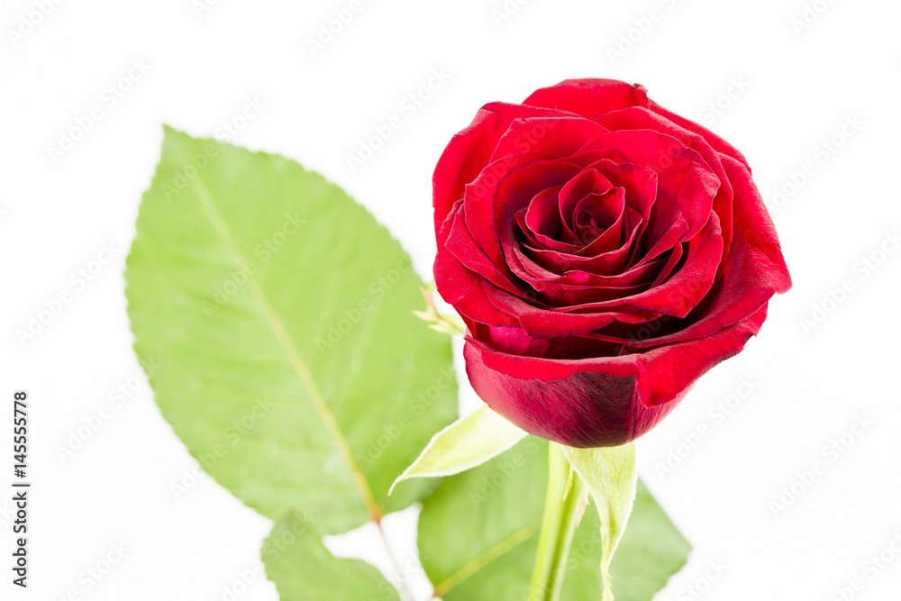 beautiful red rose flower isolated on white background beautiful red rose flower isolated on white background