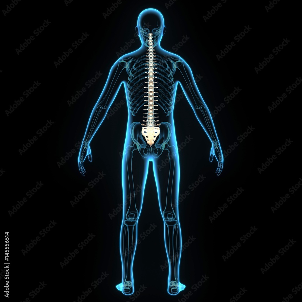 3d illustration human body spine bone 3d illustration human body spine bone