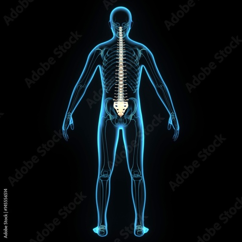 3d illustration human body spine bone