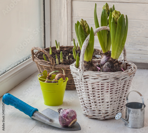 Bulbs of hyacinths and daffodils on the background of flowers