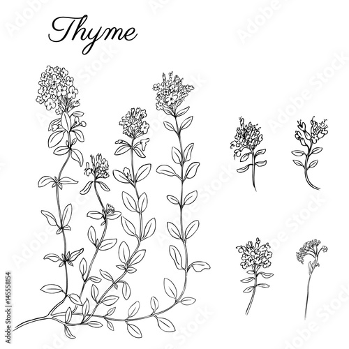 Fototapeta Naklejka Na Ścianę i Meble -  Hand drawn Thyme branch with leaves isolated on white. Healing herb. Botanical Illustration. Graphic. Vector illustration. Perfect for greeting cards, invitations, packaging,label and other project