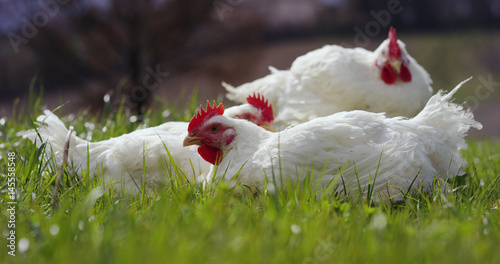 Super slow motion of white turkeys on a farmland with scenic hills view (close up)